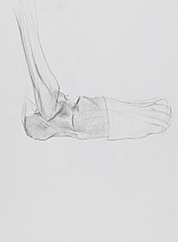 anatomical study Matthew Tome