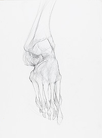 anatomical study Matthew Tome